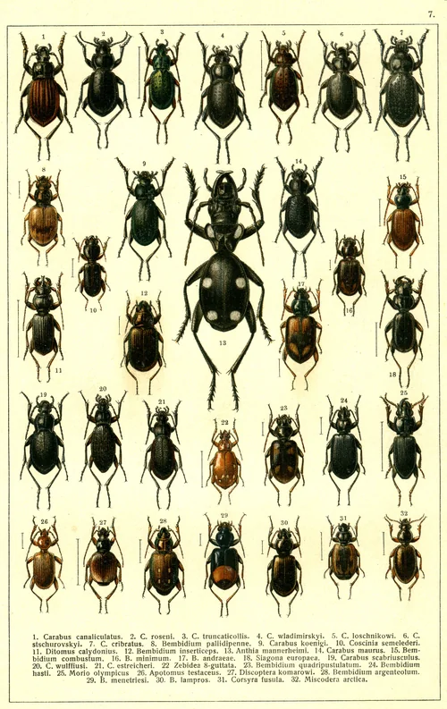 Macro photography of Carabus mannerheimi