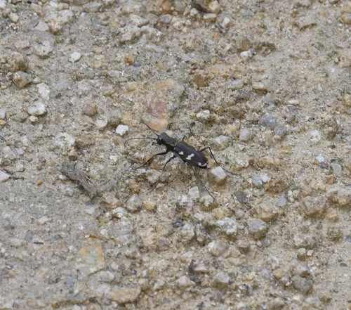 Macro photography of Cicindela gemmata