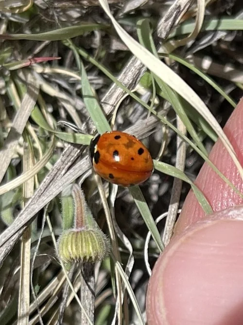 Macro photography of Coccinella septempunctata