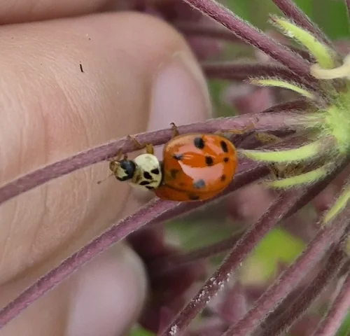 Macro photography of Harmonia axyridis