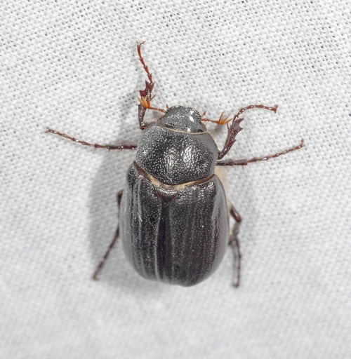 Macro photography of Holotrichia diomphalia