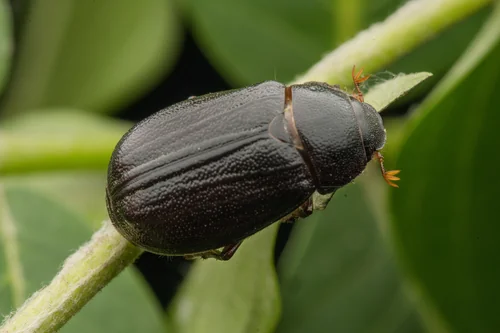 Macro photography of Holotrichia oblita