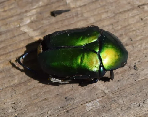Macro photography of Protaetia speciosa