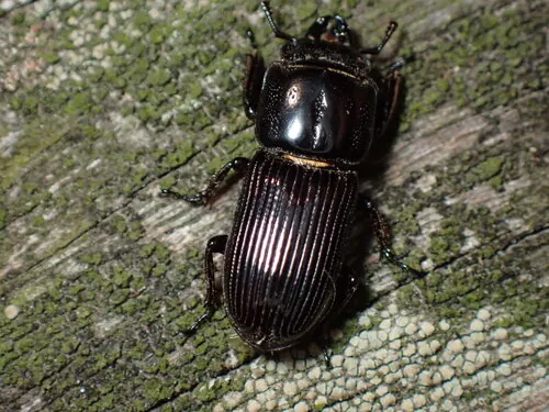 Macro photography of Chibi Stag Beetle (Figulus binodulus), native to its recorded natural range.