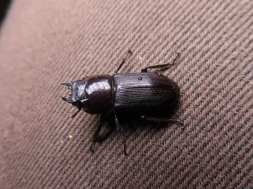 Macro photography of Striped Stag Beetle (Dorcus striatipennis), native to its recorded natural range.