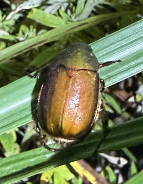 Macro photography of Green Chafer (Anomala albopilosa), native to Japan, Korea, and Taiwan.
