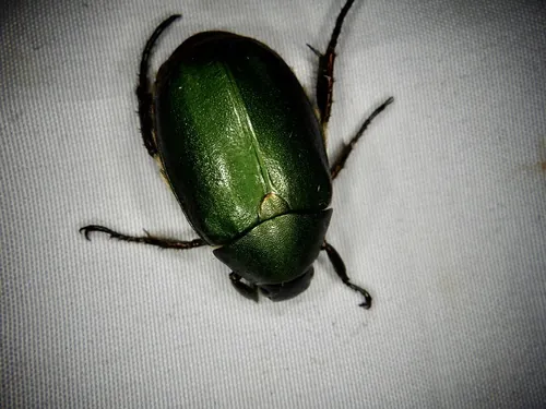 Macro photography of Yamato Green Chafer (Anomala viridana), native to East Asia.