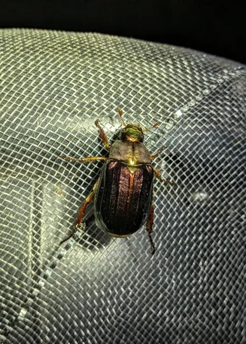 Macro photography of Larger Striated Chafer (Mimela costata), native to East Asia.