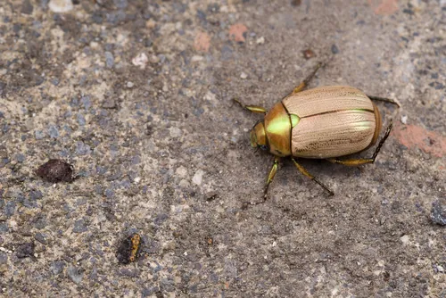 Macro photography of Yellow Glossy Chafer (Mimela testaceoviridis), native to East Asia.