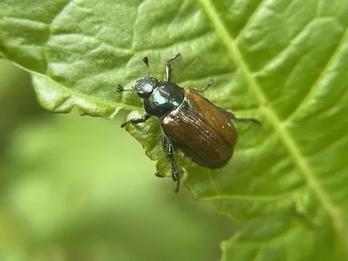 Macro photography of Garden Chafer (Phyllopertha horticola), native to Europe and East Asia.
