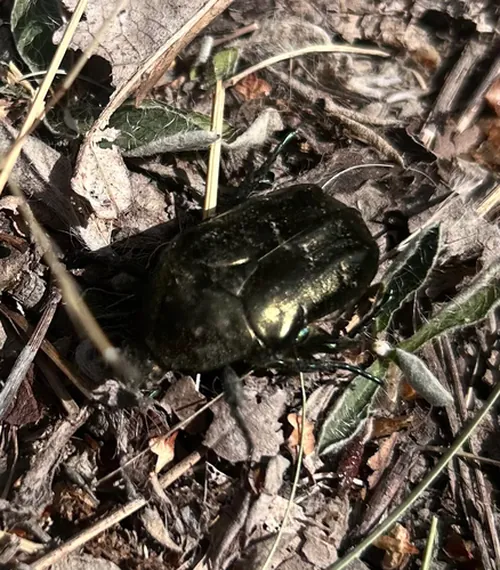 Macro photography of Marbled Rose-chafer (Protaetia marmorata), native to Europe and East Asia.