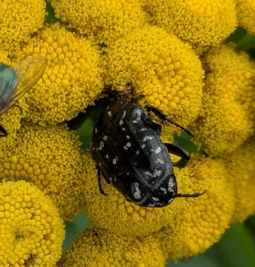 Macro photography of Mediterranean Spotted Chafer (Oxythyrea funesta), native to Europe, North Africa, and West Asia.