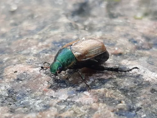 Macro photography of Dune Chafer (Anomala dubia), native to Europe.