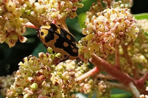 Macro photography of Three-spotted Sun Beetle (Pachnoda trimaculata), native to Africa.
