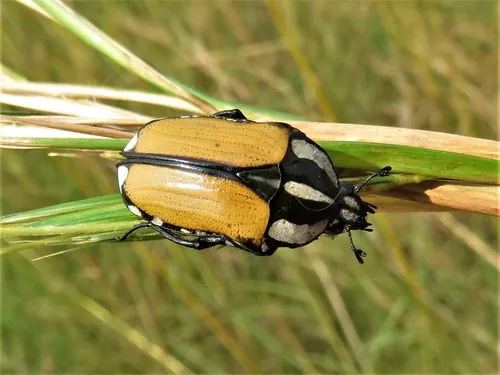 Macro photography of Three-striped Flower Chafer (Gnathocera trivittata), native to Africa.