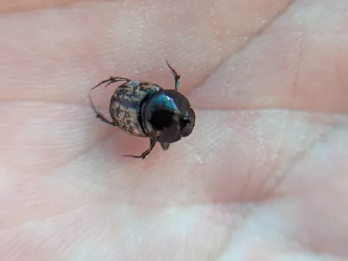 Macro photography of Small Mottled Dung Beetle (Onthophagus nuchicornis), native to Europe, Asia, and North America.