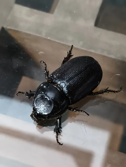 Macro photography of Coconut Rhinoceros Beetle (Oryctes rhinoceros), native to Asia.