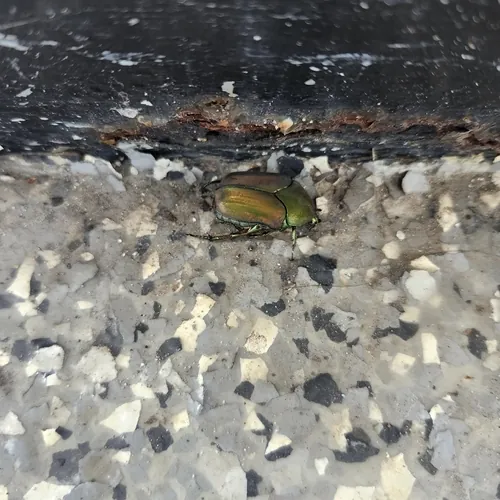 Macro photography of Green June Beetle (Cotinis nitida), native to North America.