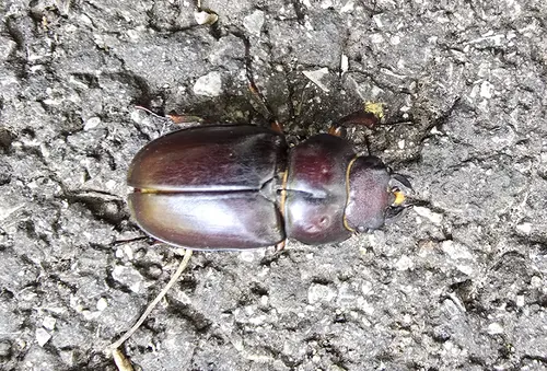 Macro photography of Reddish-brown Stag Beetle (Lucanus capreolus), native to North America.
