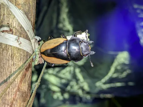 Macro photography of Burmeister's Stag Beetle (Odontolabis burmeisteri), native to South India.