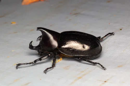 Macro photography of Becker's Rhinoceros Beetle (Xylotrupes beckeri), native to Southeast Asia.