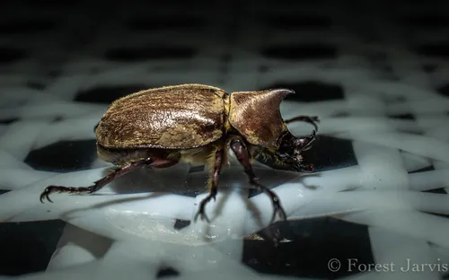 Macro photography of Hairy Rhinoceros Beetle (Xylotrupes pubescens), native to Philippines.