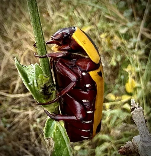 Macro photography of Ornate Sun Chafer (Pachnoda ephippiata), native to East Africa.