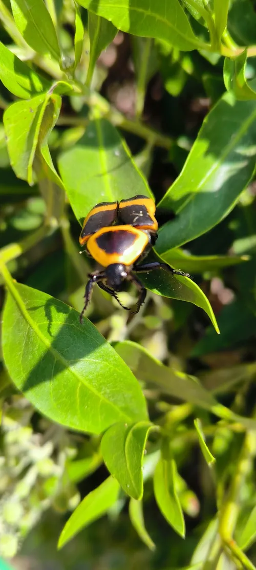 Macro photography of Sun Beetle (Pachnoda savignyi), native to Africa.
