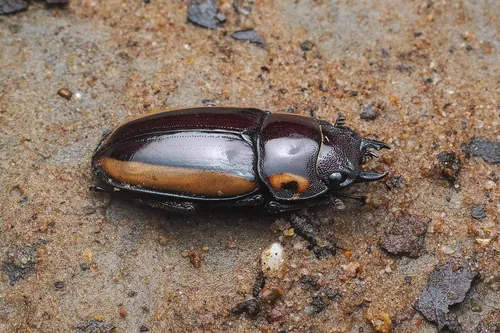 Macro photography of Bison Stag Beetle (Prosopocoilus bison), native to Australia, New Guinea, and Indonesia.