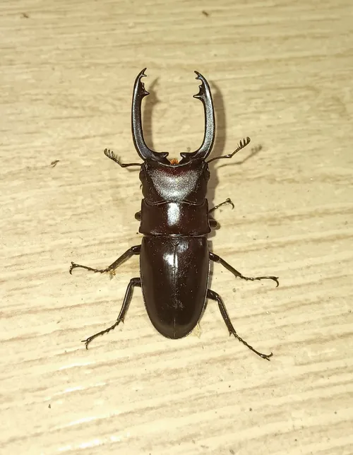 Macro photography of Buddha Stag Beetle (Prosopocoilus buddha), native to India and Southeast Asia.