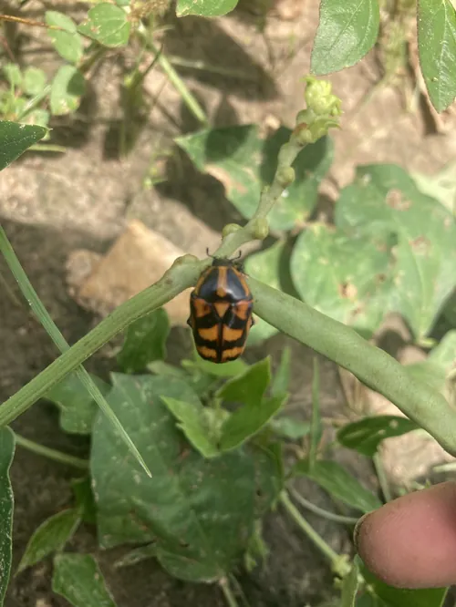 Macro photography of Sorghum Chafer (Pachnoda interrupta), native to West Africa.