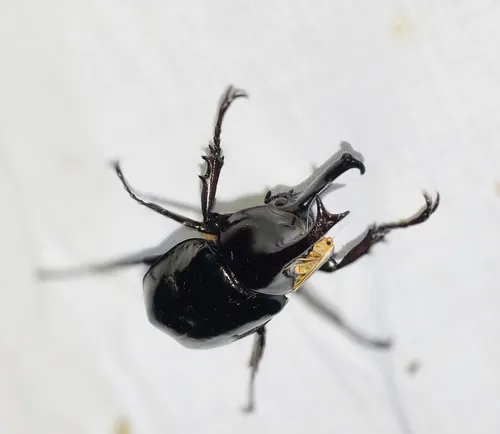 Macro photography of Sumatran Rhinoceros Beetle (Xylotrupes sumatrensis), native to Indonesia and Malaysia.