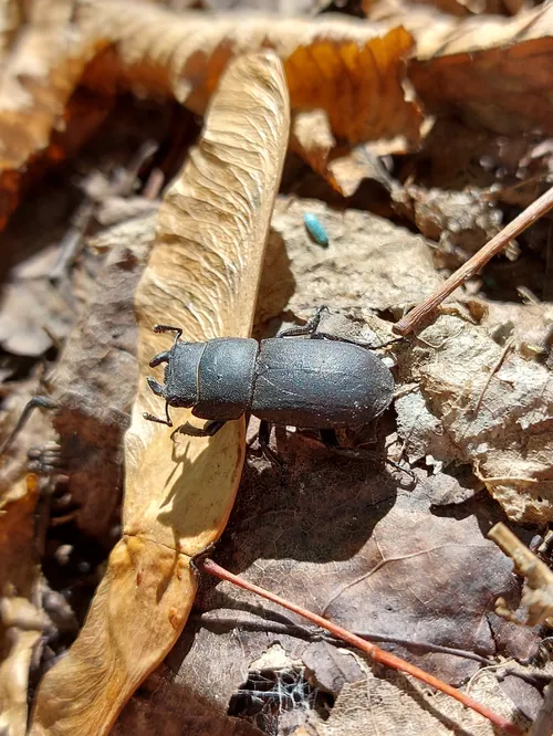 Macro photography of Lesser Stag Beetle (Dorcus parallelipipedus), native to Europe.