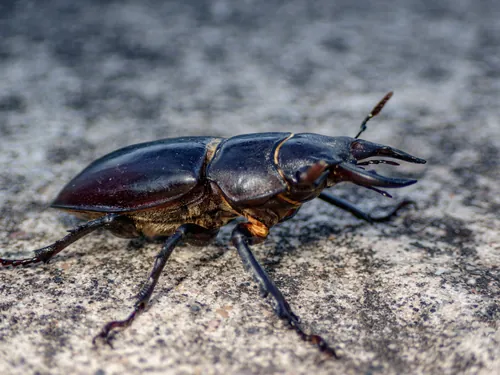 Macro photography of Iberian Stag Beetle (Lucanus barbarossa), native to Europe.