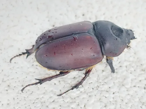 Macro photography of Rhinoceros Beetle (Strategus aloeus), native to North America.