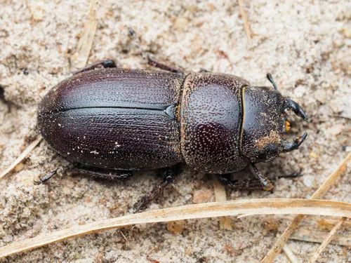 Macro photography of white oak stag beetle (Dorcus brevis), native to North America.