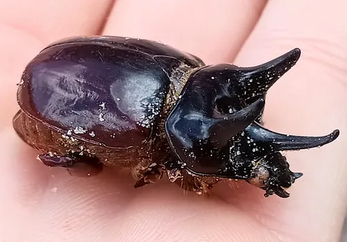 Macro photography of Smooth Ox Beetle (Strategus antaeus), native to North America.