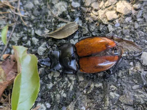 Macro photography of Neolucanus swinhoei (Neolucanus swinhoei), native to Taiwan.