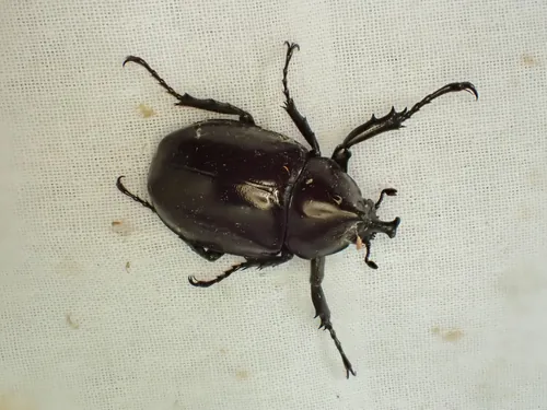Macro photography of Fighting Beetle (Xylotrupes socrates), native to South Asia.