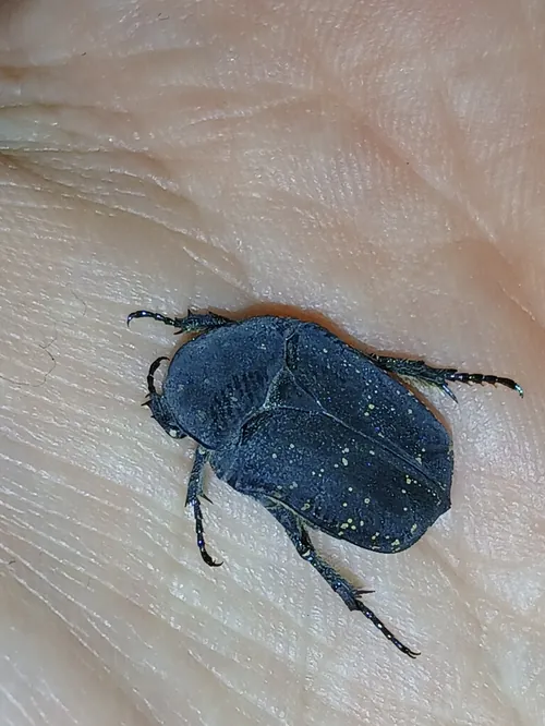 Macro photography of Speckled Rose Chafer (Protaetia morio), native to Europe.