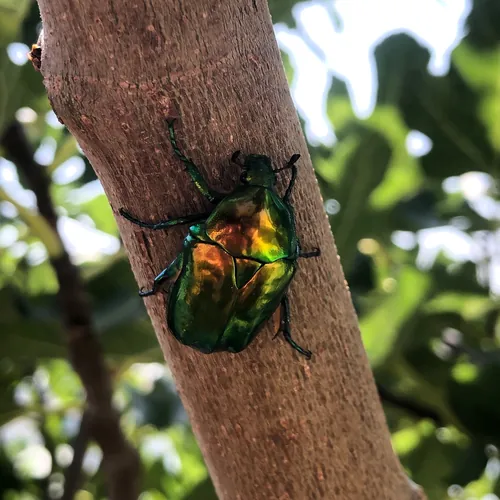 Macro photography of Big Rose Chafer (Protaetia speciosissima), native to Europe.