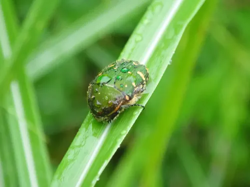 Macro photography of Flower Blue Chafer (Gametis jucunda), native to China, Japan.