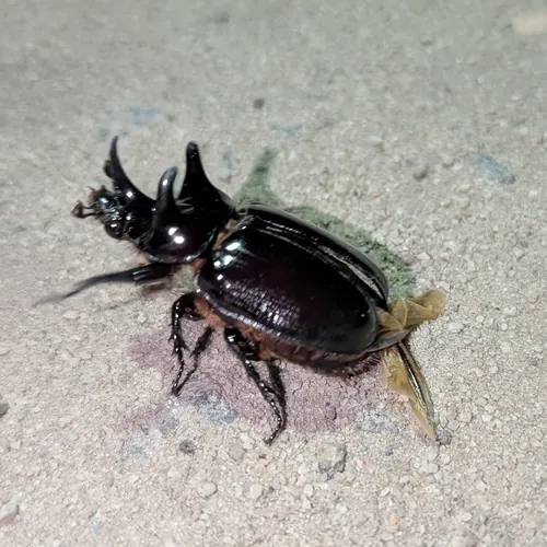 Macro photography of Strategus validus (Strategus validus), native to South America.