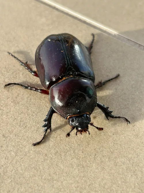 Macro photography of Strategus oblongus (Strategus oblongus), native to North America.