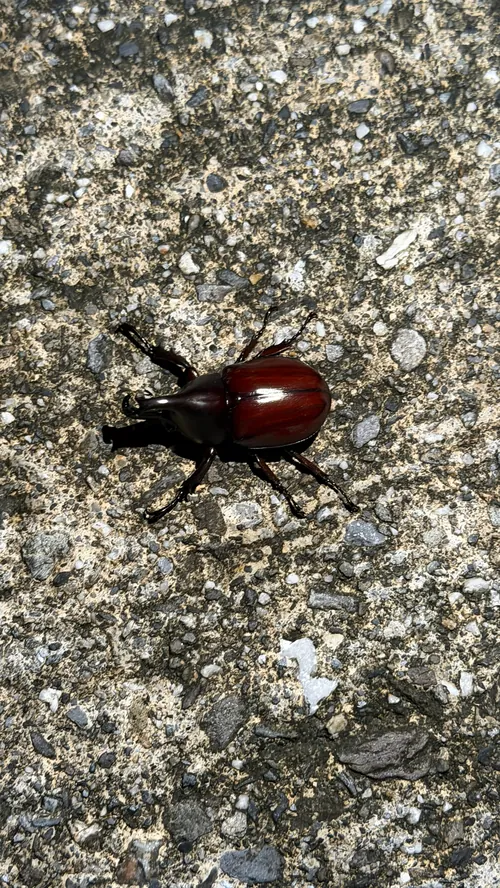 Macro photography of Xylotrupes philippinensis (Xylotrupes philippinensis), native to Taiwan.