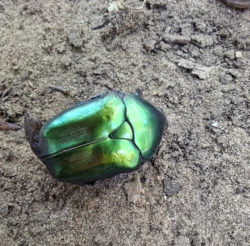 Macro photography of Protaetia affinis (Protaetia affinis), native to Europe.