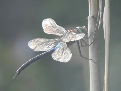 Macro photography of Anax parthenope
