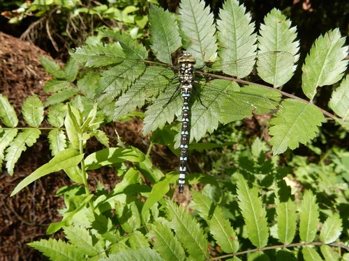 Macro photography of Aeshna cyanea
