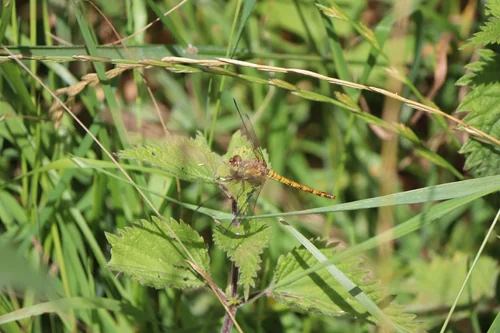 Macro photography of Sympetrum striolatum
