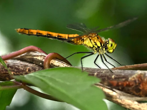 Macro photography of Sympetrum sanguineum